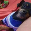 nenemopinscher