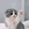 loujain7266
