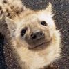 hyena_lover56743