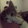tfsh1kq
