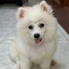 mapga4