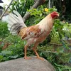 phuong_tayninh86