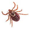 Ticks Siu