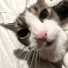 tomnek_