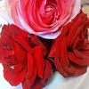 flor.flor122