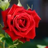 trm.anh1573
