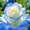 kyaw.phyo44