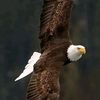 big.eagle4