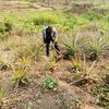 agribusiness.agen