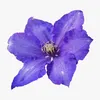 violetarosaura