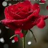 bhalu8274