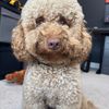hershey_446