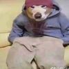 chewymonkey