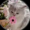 anha10_8