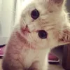 sk3leton_ahh