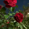 fatimamohammed4192