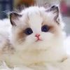 cute.pet.club6