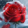 user1165573109685