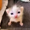 damphandawwng