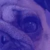 _nad_p