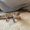 dragonboy5375