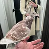 thepigeonshaman