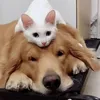 ilovepets.28
