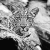 𝒔𝒖𝒍𝒕𝒂𝒏🐆