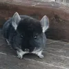 8_chinchilla_0