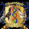 pintoloko364