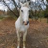 white.horse2