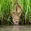 AnimalPlanet