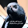 ahmadtloq6