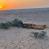 حمزه بومصوره الجراري