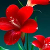 elenice.caetano4