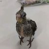 hamster_vcb