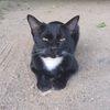 noodam.cat1