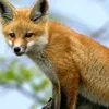 littleredfox_sweet