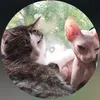 catmomoftiktok