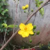 chimbang1