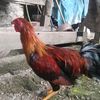 farhan27ogi