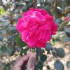 hamim.hamim322