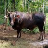 peternak sapi