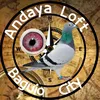 andayaloft2.0