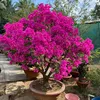 duy.g.bn.tre