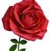 user7868706118037