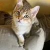 chatonssanstoi
