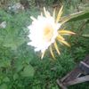 Bejo