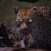 mir0o_96