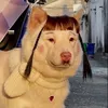 lily.beautycrush